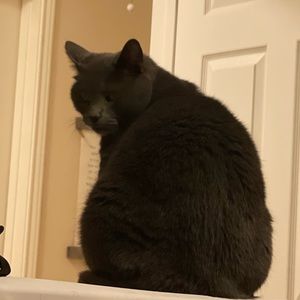 Meet your Posher, Ronaq